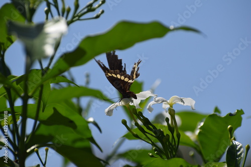 butterfly on a flower