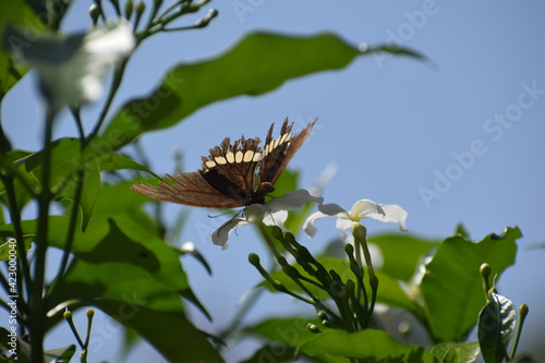 butterfly on a flower