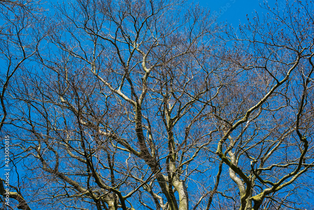 tree branches against blue sky tree branches against blue sky