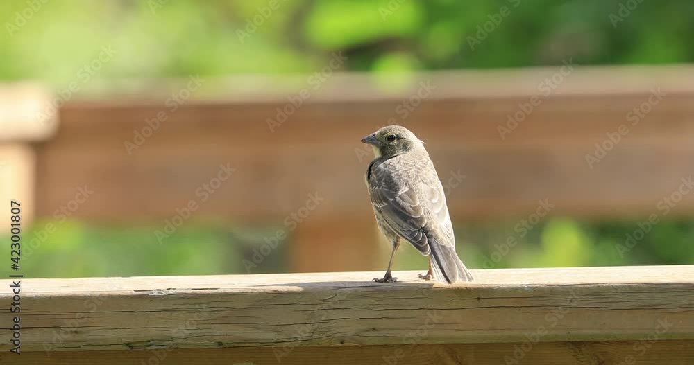 Juvenile Brown-headed Cowbird, Molothrus ater, perched on a rail 4K Juvenile Brown-headed Cowbird, Molothrus ater, perched on a rail 4K