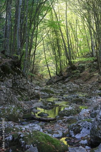 Beautiful natural landscape. Shady coolness in the forest in the Crimean mountain canyon