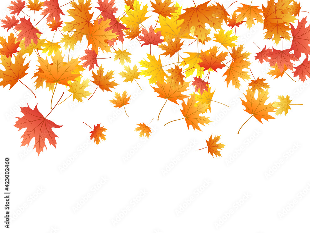 Maple leaves vector background, autumn foliage on white graphic design. Maple leaves vector background, autumn foliage on white graphic design.