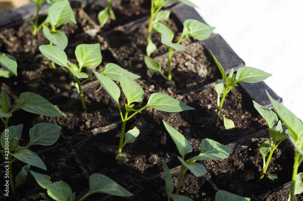 seedlings of peppers in a box of soil seedlings of peppers in a box of soil