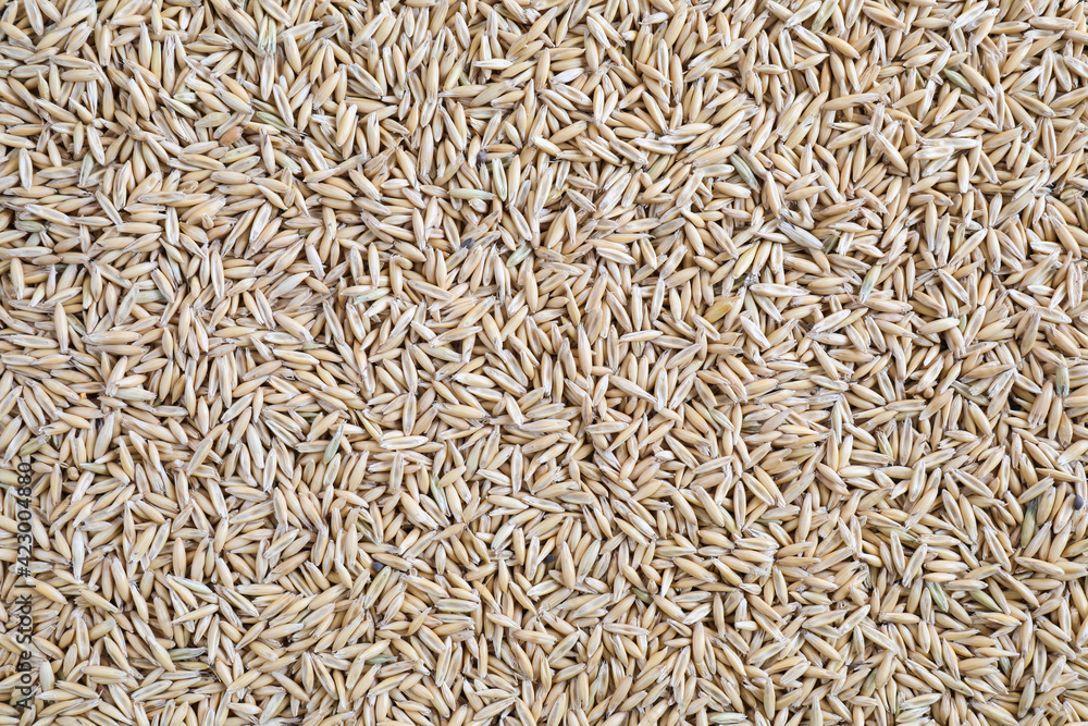 Natural oat background top view of the grain in the husk