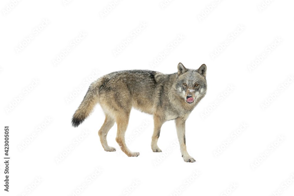walking wolf isolated on white background