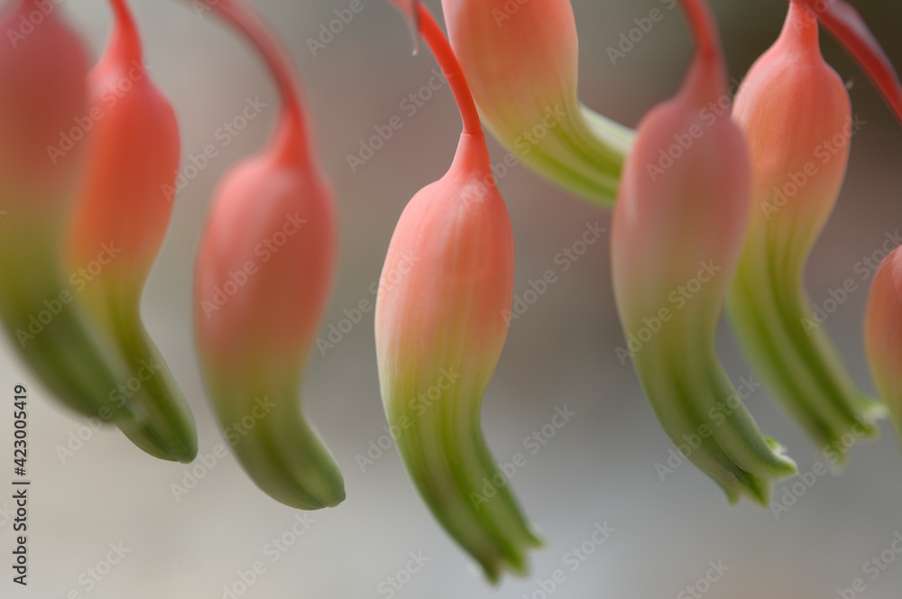 aloe flowers close up