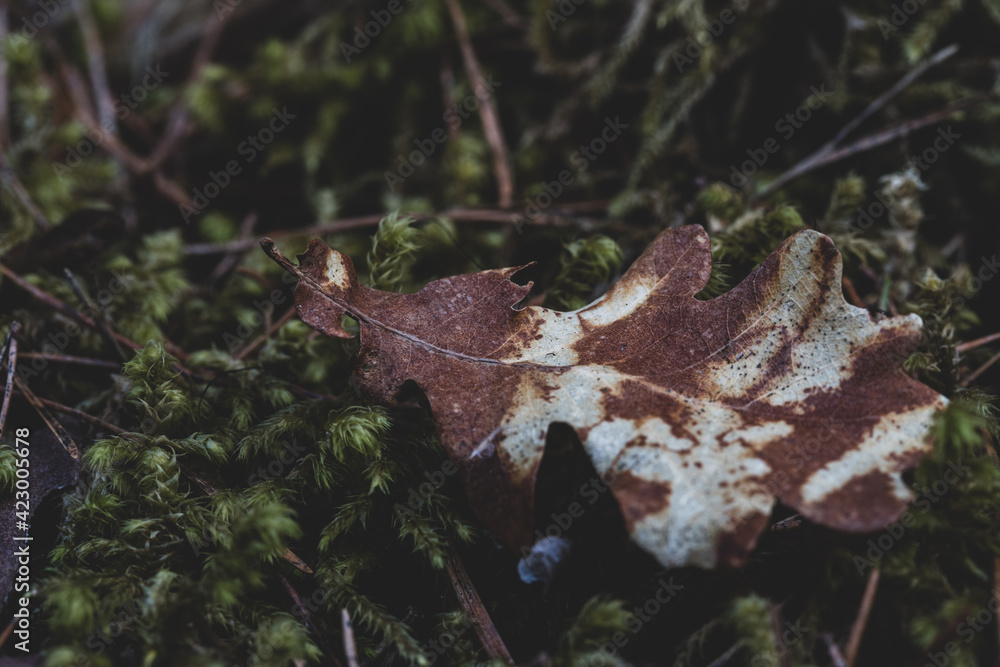 Oak leaf on moss on forest soil Oak leaf on moss on forest soil