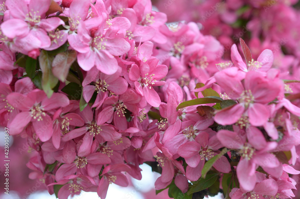 pink crab apple blossoms up close pink crab apple blossoms up close