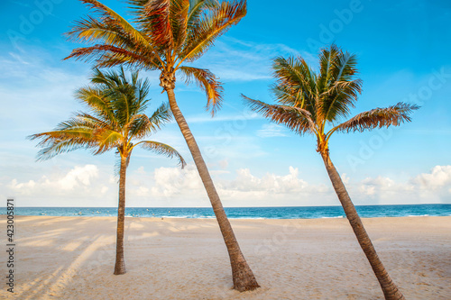 Beautiful tropical nature Florida landscape. Tall palm trees and sea ocean sand beach at sunset. Coastal seashore view with exotic plants and blue aqua water. Summer seasonal background outdoor