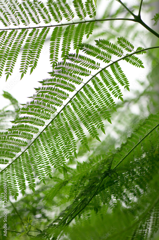 Fototapeta premium fern leaves