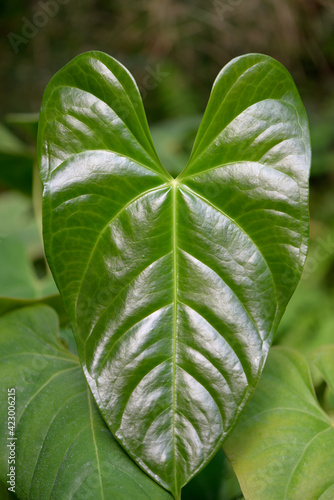 isolated heart-shaped philodendron foliage