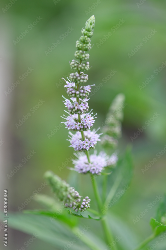 spearmint, garden mint, common mint, lamb mint, mackerel mint, Mentha spicata in bloom