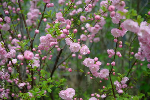 pink flowering almond bush