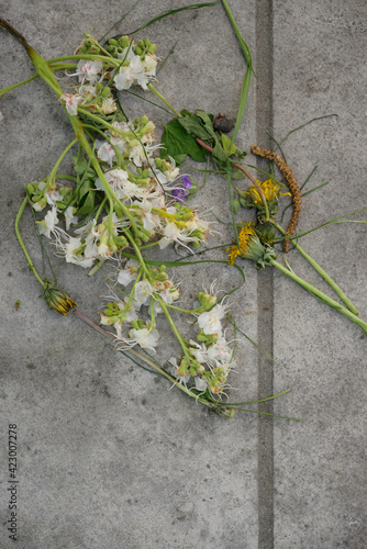 horse chestnut flowers and dandelions on a cement ground