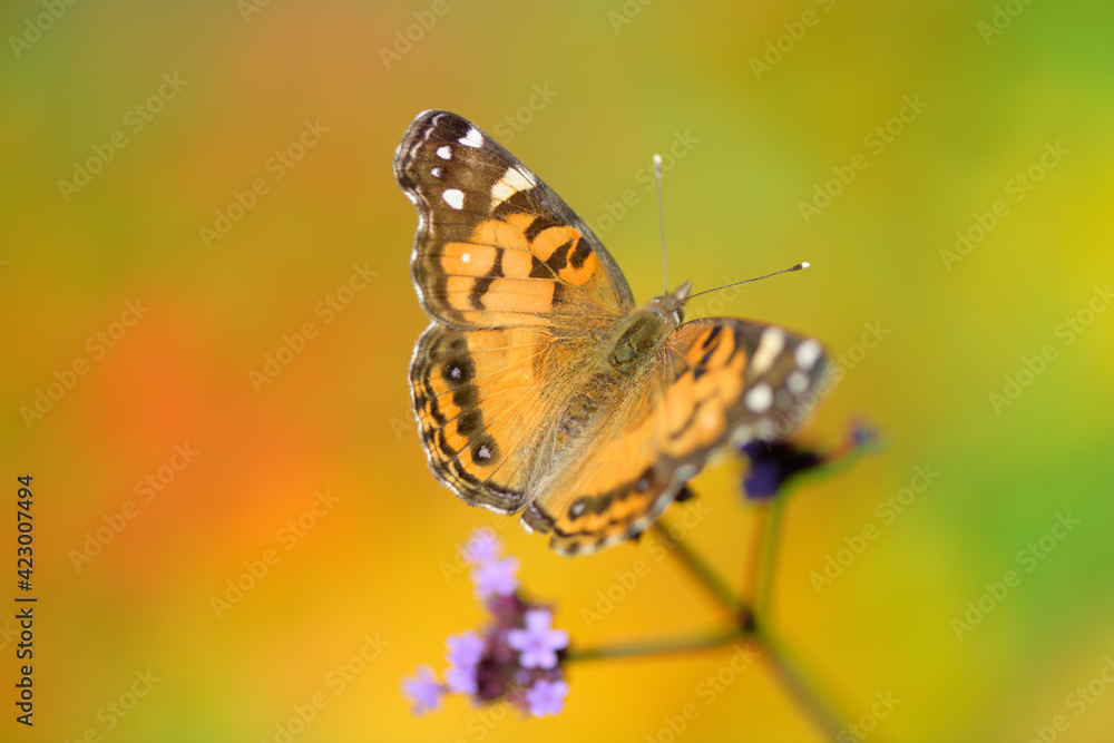 Obraz premium American painted lady or American lady (Vanessa virginiensis) butterfly on a verbena bonariensis