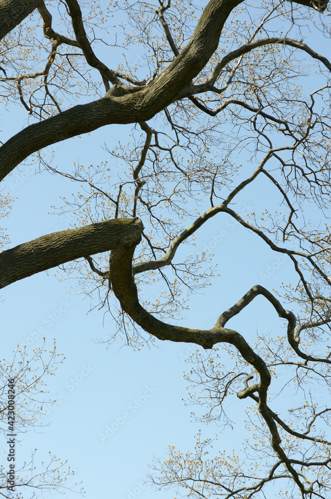 Fototapeta premium tree against sky at spring