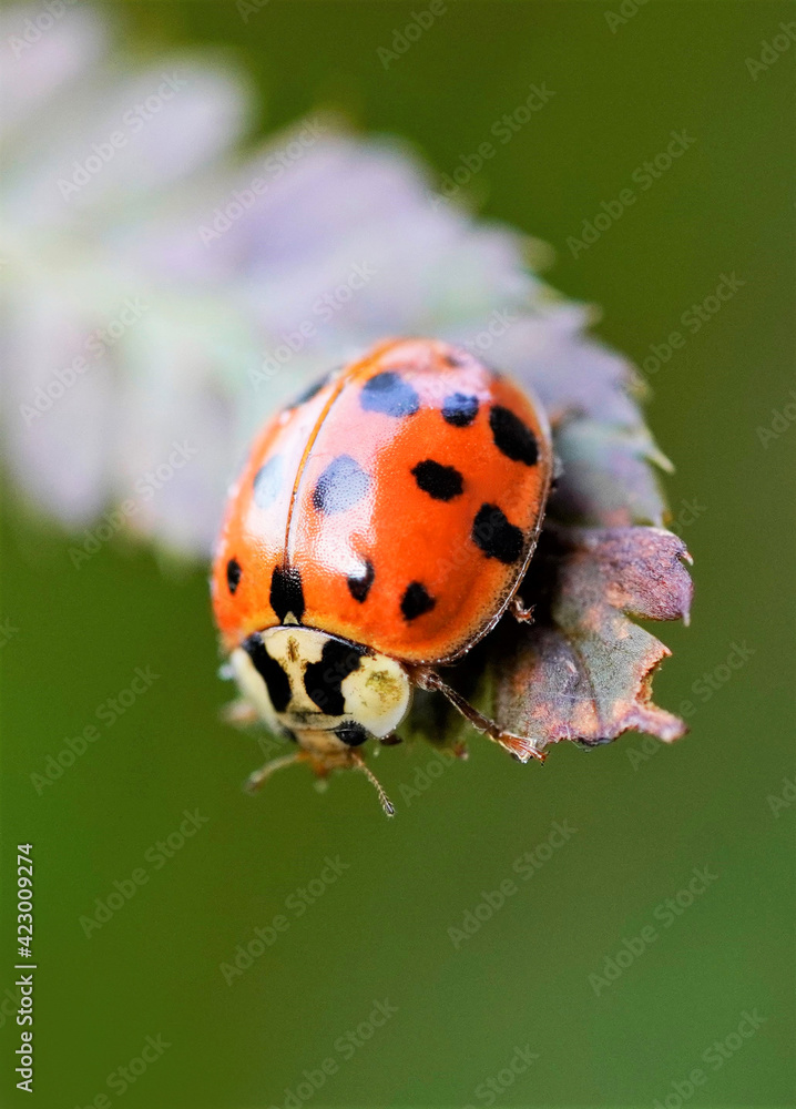 Marienkäfer auf dem Blatt eines Farns mit grünem Hintergrund. Insekt in roter Farbe mit schwarzen Punkten. Marienkäfer auf dem Blatt eines Farns mit grünem Hintergrund. Insekt in roter Farbe mit schwarzen Punkten.