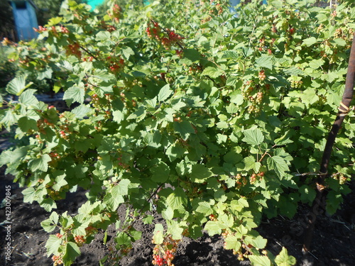 red currant bush