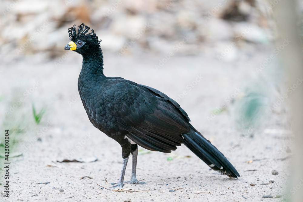 Naklejka premium Chaco chachalaca (Ortalis canicollis)