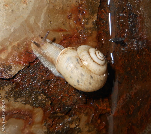 snail on the stone