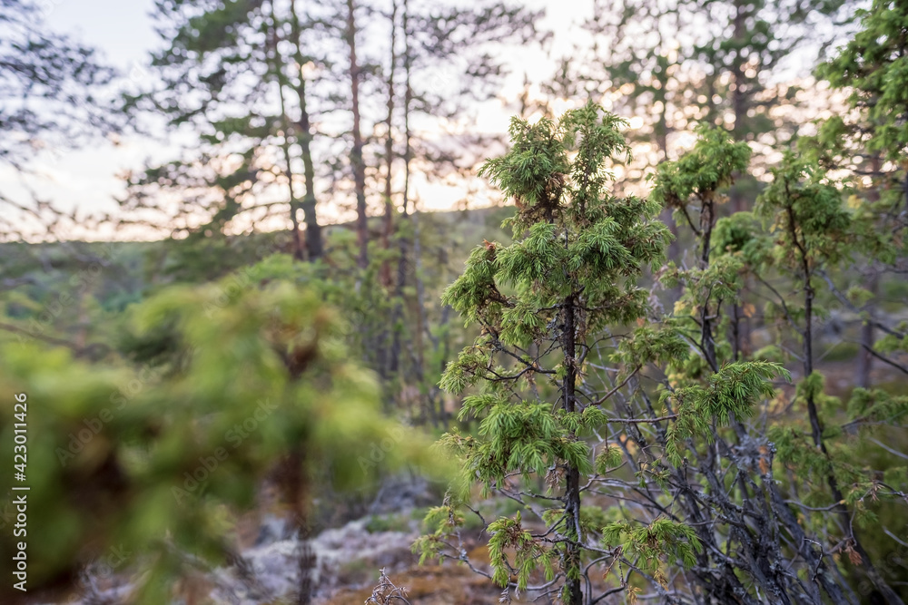 Fototapeta premium Evergreen juniper in the forest on a summer evening.