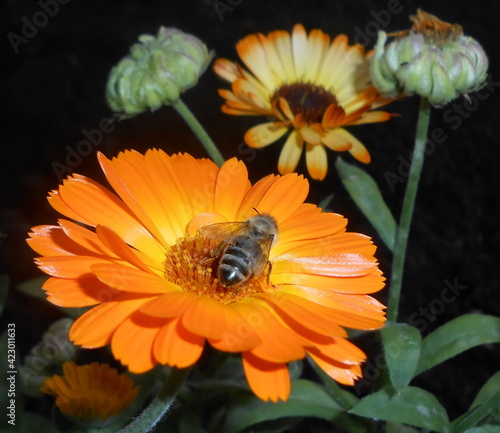bee on orange flower