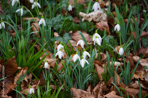 Snowdrops growing in Wandlebury Country Park, near Cambridge, Spring 2021, February