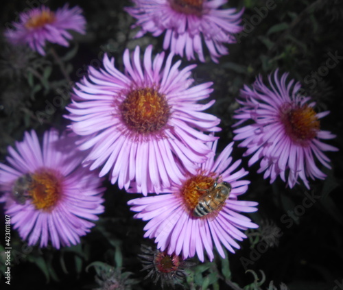 purple and yellow flowers