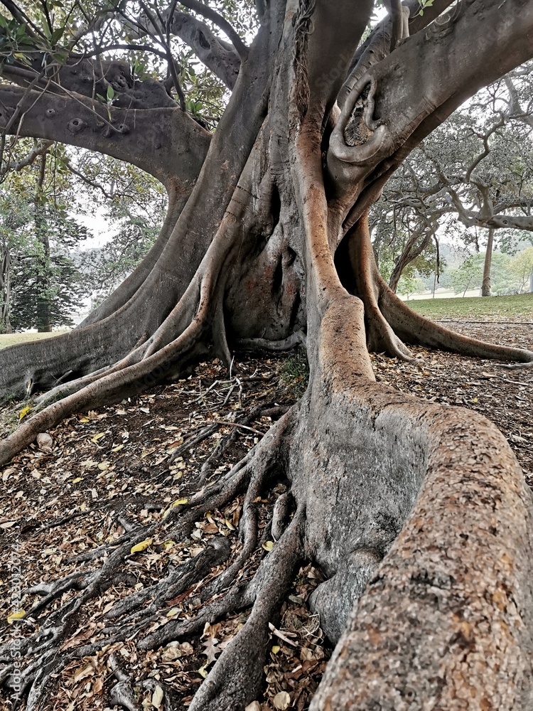 Amazing Moreton Bay Fig in Botanical garden Sydney Amazing Moreton Bay Fig in Botanical garden Sydney