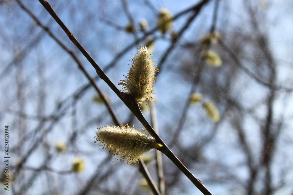 Palmkätzchen vor dem blauen Himmel Palmkätzchen vor dem blauen Himmel