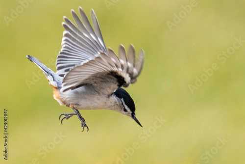 Red-Breasted Nuthatch in Flight Against a Green Bokeh 