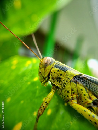 The grasshopper perched on a plant photo