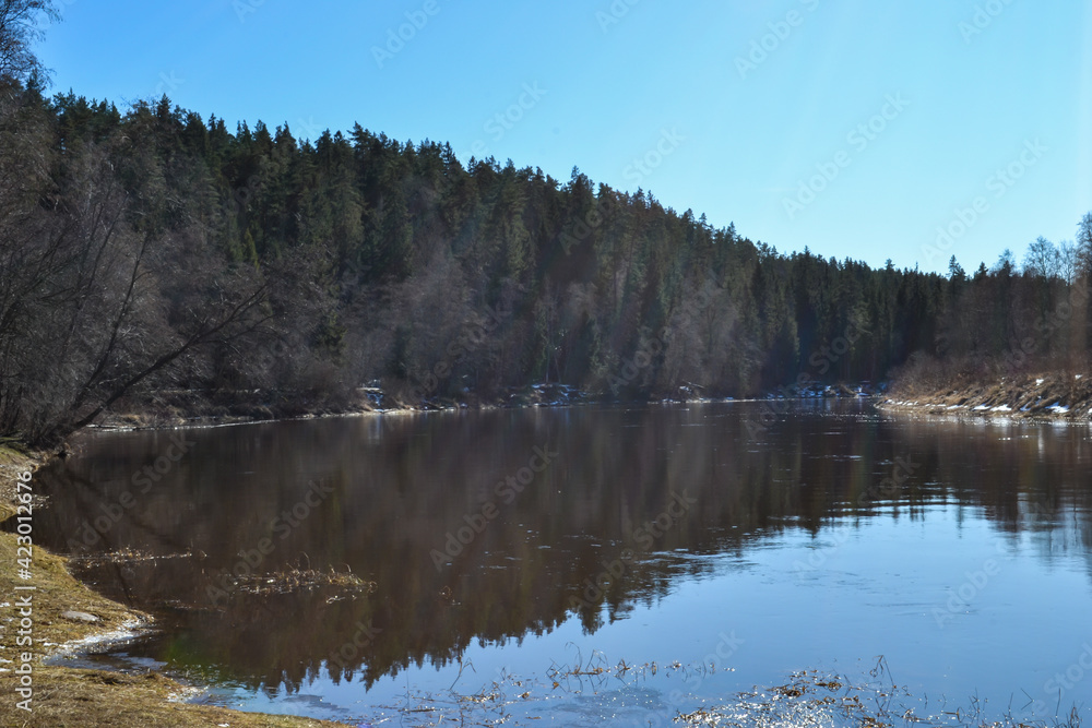 forest green coniferous forest landscape by the river in spring with green grass and blue sky.