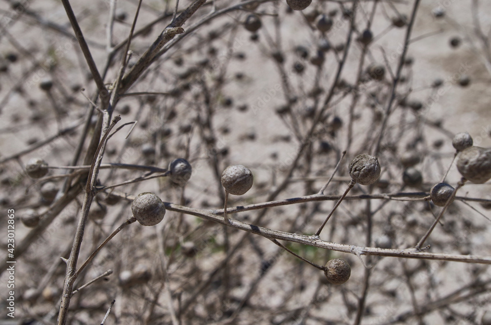 Grass with branches and dry balloons background Grass with branches and dry balloons background