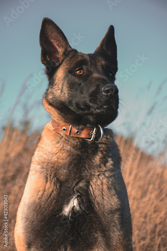 German shepherd malinois dog portrait.