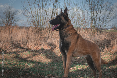 German shepherd dog listening. © Titas