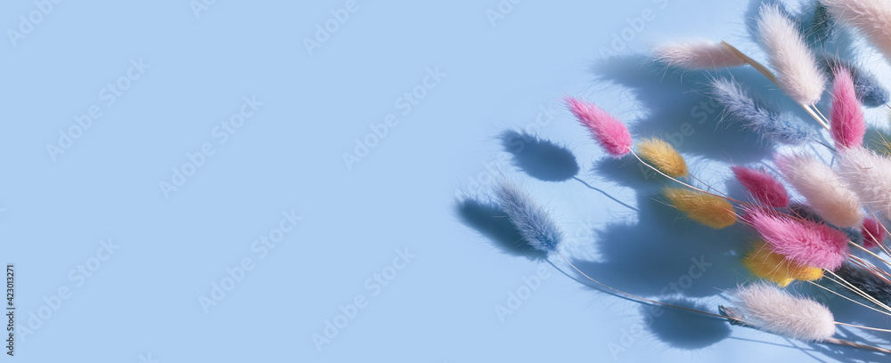 Obraz premium flower lagurus fluffy on colored background frame