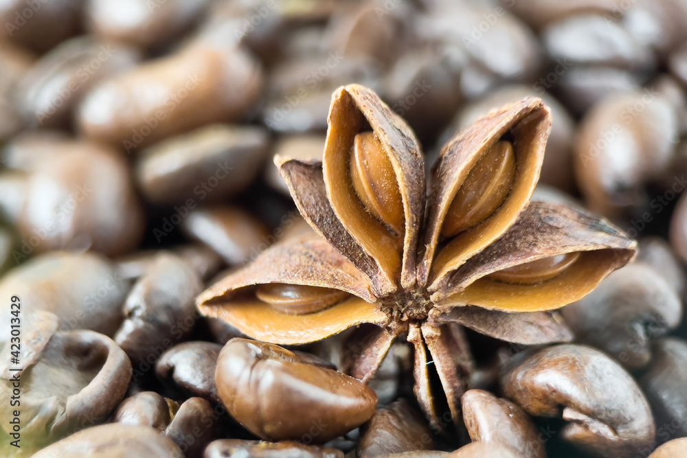 Roasted coffee beans with anise star closeup.