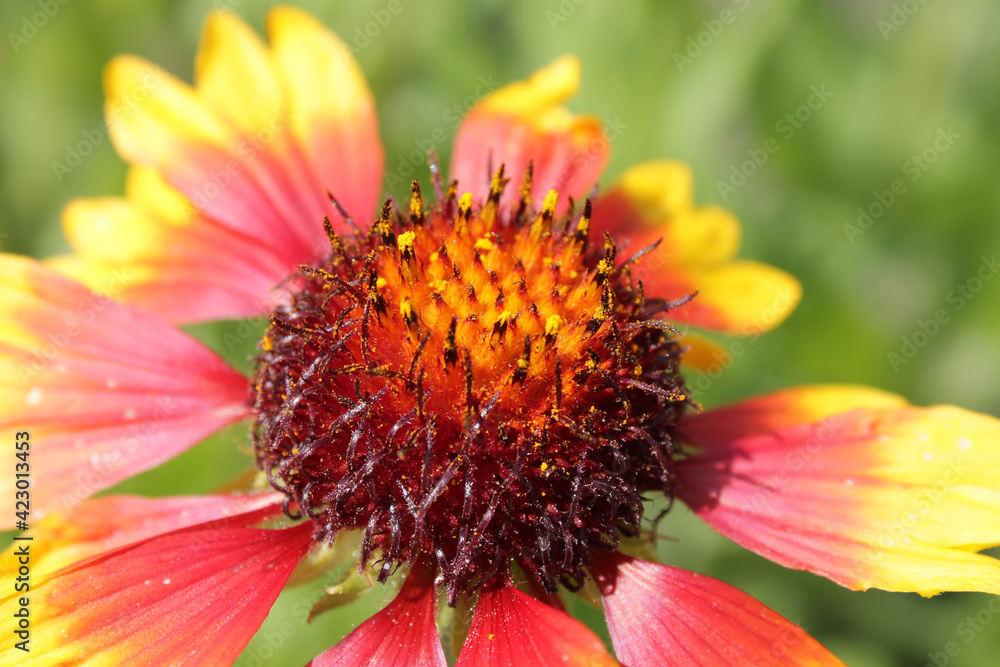 Kokardenblume Kokardenblume