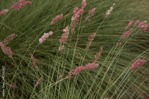 Landscaping and ornamental grasses. Closeup view of Melinis nerviglumis, also called Ruby Grass, green foliage and red, pink flowers spring blooming in the garden. photo