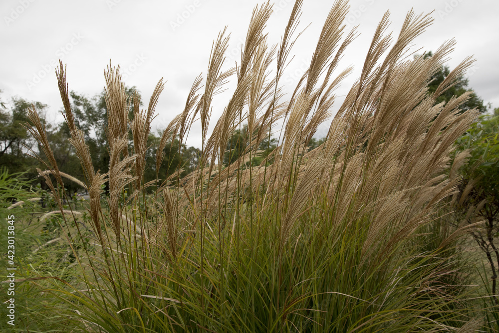Landscaping and ornamental grasses. Closeup view of Miscanthus sinensis Gracillimus, also known as Chinese silver grass, foliage and brown flowers blooming in the garden. Landscaping and ornamental grasses. Closeup view of Miscanthus sinensis Gracillimus, also known as Chinese silver grass, foliage and brown flowers blooming in the garden.