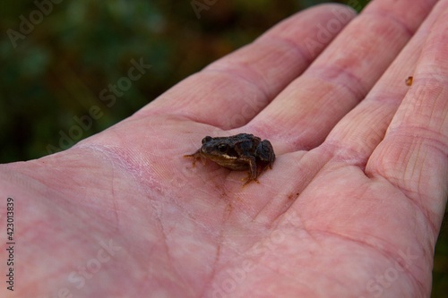 A small frog in male hand © Tobben-PHOTO
