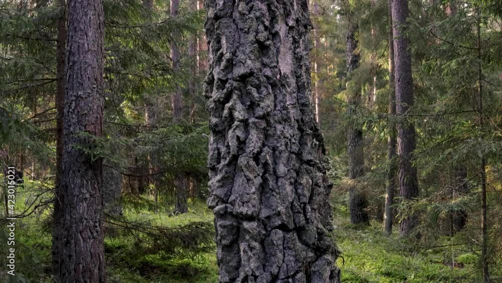 Coniferous forest on a summer day. Trees create dark shadows. The camera pans upward along a tree trunk with rough tree bark . Coniferous forest on a summer day. Trees create dark shadows. The camera pans upward along a tree trunk with rough tree bark .