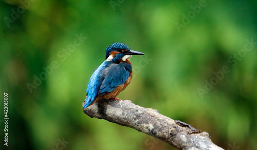 Male kingfisher perched on the riverbank