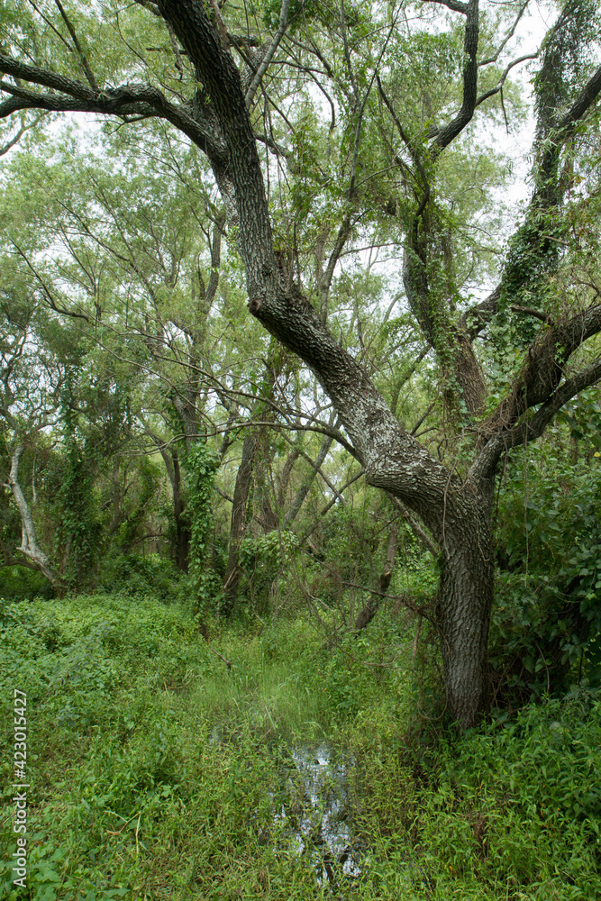 The wetlands. Tree growing in the forest. Beautiful green foliage texture. The wetlands. Tree growing in the forest. Beautiful green foliage texture.