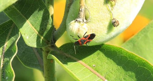 Large Milkweed Bug, Oncopeltus fasciatus, on Milkweed pods 4K photo