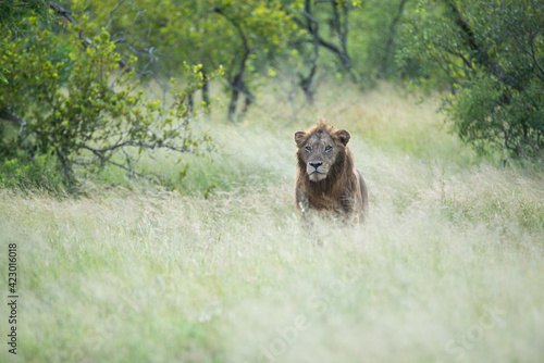 A Male Lion seen on a patrol on a safari in South Africa