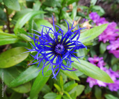 blaue blumen auf der wiese