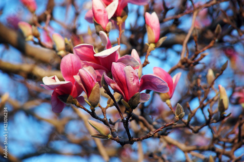magnolie im frühling
