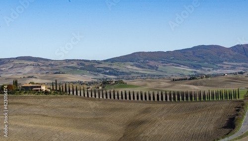 Filare di cipressi in Toscana